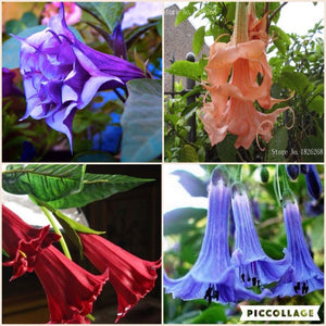 Mandala seeds Brugmansia datura seeds and rare flower seeds garden ornament