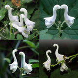 Hot Selling Home 100pcs Rare Swan Flowers Seeds Characteristics Flower seed