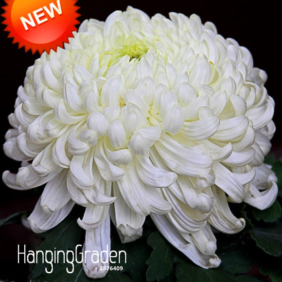 Sale!Flower Seeds Potted White Chrysanthemum Seeds Beautiful Potted Plants