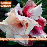 New arrive professional package 5 PCS "Roman dancing" Adenium Obesum seeds