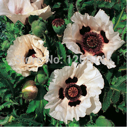 Hot ! 50pcs/lot Poppy 'Checkers'' Papaver rhoeas flower seed beautiful bons