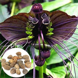 FD4208 new Bat Tacca Chantrieri Cat Whiskers Flower Seeds Garden Bonsai Pla