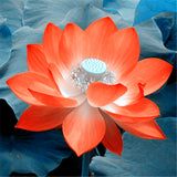 Flowers of lily hydroponic small water seeds mini lotus seeds Seeds of bons