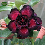 New 5 Pcs per lot Rare Desert Rose Seeds "Dark Night" Adenium Obesum seeds