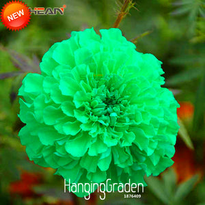 Best Selling!Green Maidenhair Flower Seeds Potted Herb Garden Marigold Chry