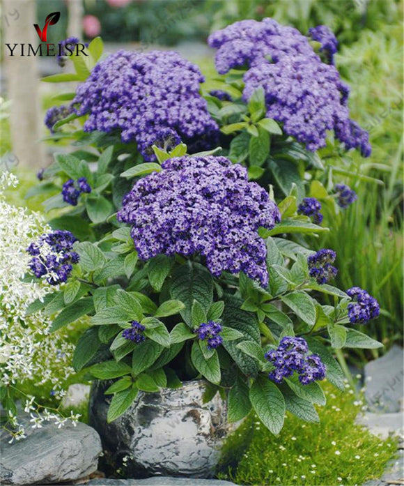 Heliotrope Seeds, Heliotropium Arborescens Rare bonsai flowers Perennial Fr