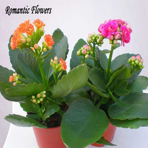 Free Shipping  Kalanchoe Flower Seeds Strange Beautiful Flowers Exotic Flow