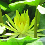 Very Very Rare Green Nelumbo Nucifera Lotus Flower Seeds, Professional Pack