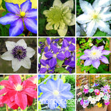 New Arrival!50 PCS/Lot Climbing plant Clematis Hybridas Seeds Home Garden B