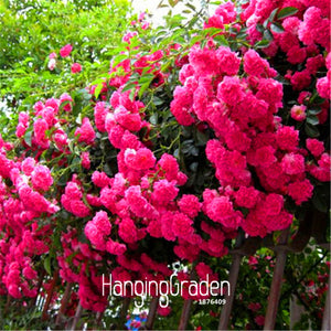 Big Sale! 100seeds/Bag Colorful Rosa Rose Chinensis Flower Seeds, 22 kinds