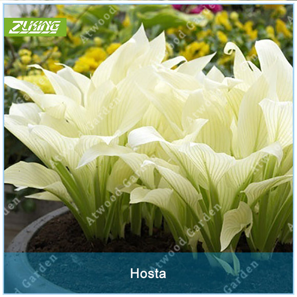 ZLKING 20pcs Hosta Plantaginea Seeds Flower Fire And Ice Shade White Lace H