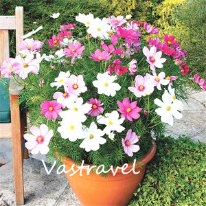 Dwarf Cosmos Flower 50 Pcs Flower Seeds  / Bag Mix Color Cosmos Bipinnatus