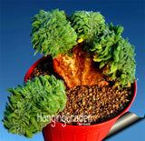 Best Selling!10pcs/Lot Aurora ball Cactus Seeds bonsai Succulent Plant rare