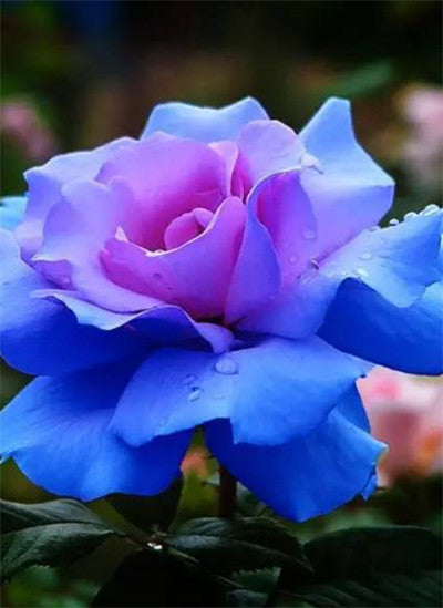 High quality flower seeds. 200PC blue pink heart rose seed. Rare garden pla