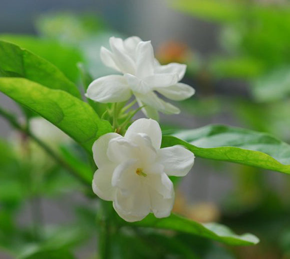 Jasmine flower seeds 50pcs/pack white jasmine Seeds, fragrant plant arabian