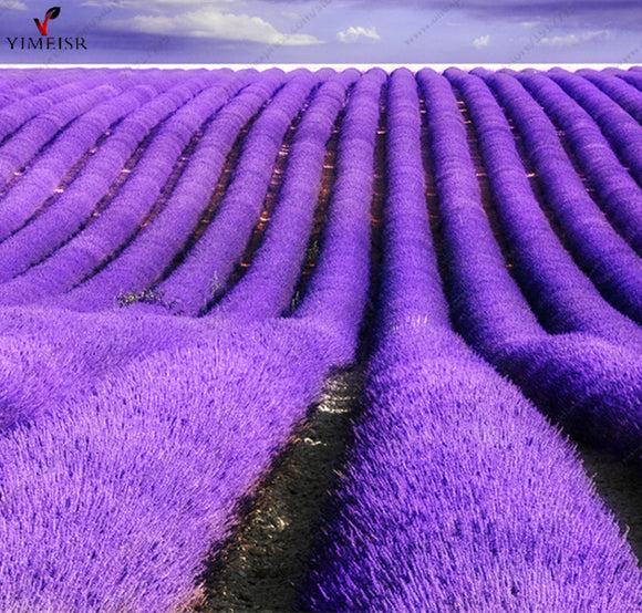 Provence Lavender seeds purple Lavandula vanilla seeds fragrant organic lav