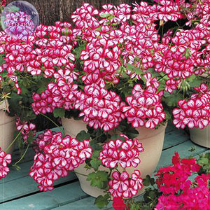 BELLFARM Geranium 'Dragon Beads' Dark Red White Flower Seeds, Professional