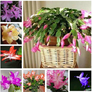 Easy planting balcony patio potted Flower seeds,Zygocactus truncatus,Schlum