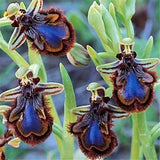 China Rare Flower Bee Orchid Flower Seed Smile Face Interesting Flowers See