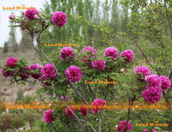 Outdoor Plants Tree Peony Seeds, 5 Seeds/Pack, Tree Seed, Well known Romant