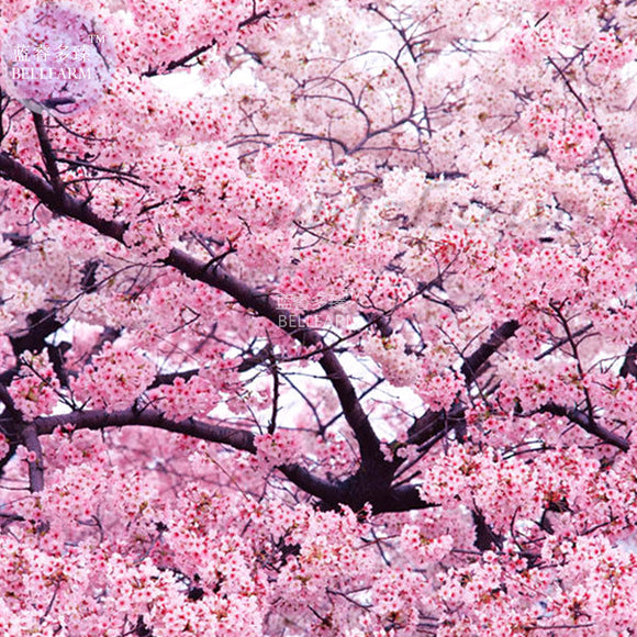 BELLFARM Japanese Pink Cherry Blossom Sakura Tree, 20 seeds, Oriental Sweet