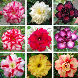 New arrive RANTON GARDEN 20 PCS "Mix Multi Lobe" Adenium Obesum seeds quali