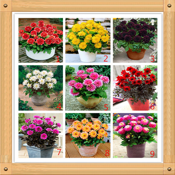 Precious bonsai dahlia seeds / 10PC a pack. Various colorful flower plants-