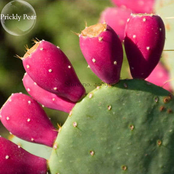 Rare Green Cactus with red flowers Prickly Pear Succulent Plants, 10 Seeds,