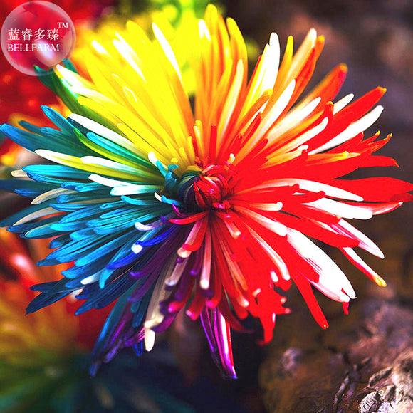 BELLFARM Cute Rainbow Chrysanthemum Livingstone China Aster Seeds, 100 Seed