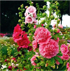 Bonsai seeds Hollyhock flower Mix Flower Seeds Perennial bonsai garden dec