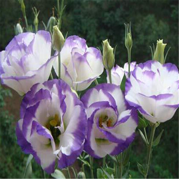 Hot Sale 100 Colors Rare eustoma seeds Flower Seeds 20pc/pack Bonsai Seeds