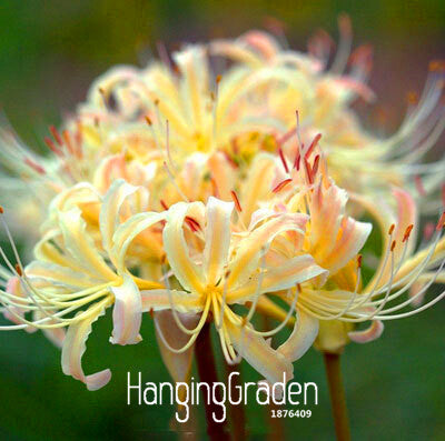 New Fresh Seeds Lycoris Seeds Potted Seed Lycoris Flower Seed Garden Plants