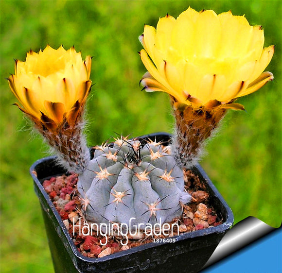 Hot Sale!100PCS/Lot Best rare Cactus Flower Seeds, giant shape , heat toler