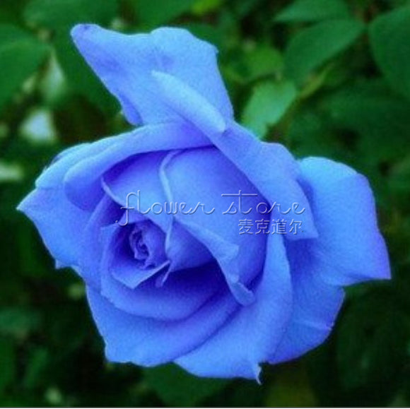 Professional Pack 200 Seeds Attractive impressive Blue Rose Seeds  Flower O