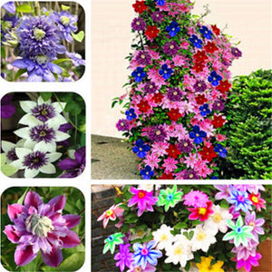 Easy planting balcony patio potted Flower seeds,clematis flowers,Clematis H