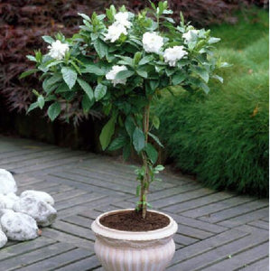 Flower seeds bonsai Cape Jasmine Seeds,Gardenia jasminoides fragrant Exoti