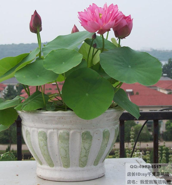 Hot sale Nelumbo nucifera seeds multicolor seed mixture lotus seed plants a