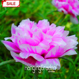 New Arrival!200seed/lot Koshiro Sun Flower Portulaca Grandiflora Seeds Flow