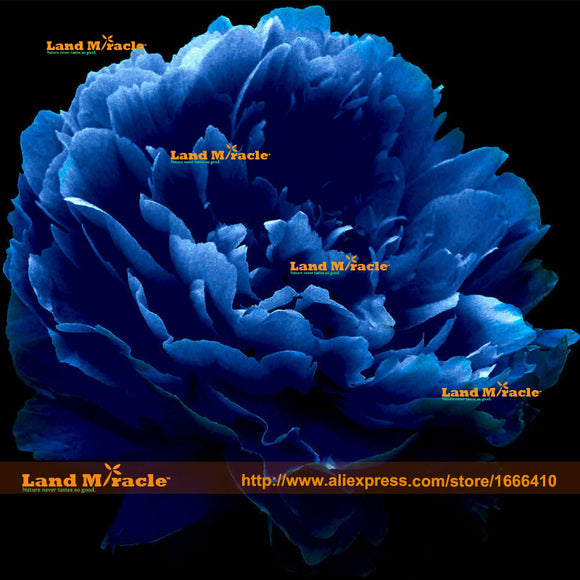 New Variety Dark Blue Peony Seeds, 5 Seeds/Pack, 'The King Of Flowers' Tree