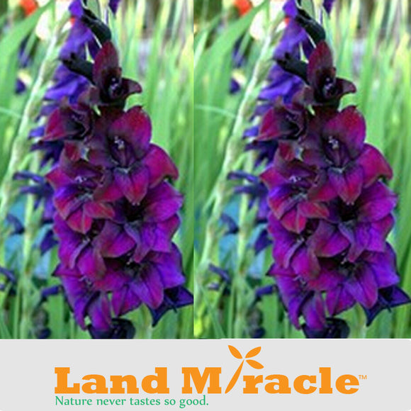 Rare Dark Purple Gladiolus Seeds, 50 Seeds/Pack, Perennial Sword Lily Seeds