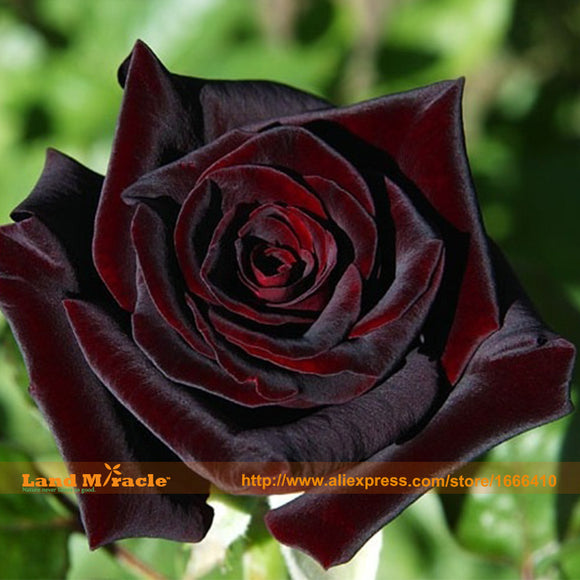 Outdoor Wild Grows Wine Red Rose Seeds, 50 Seeds/Pack, Beauty Exotic Ture B