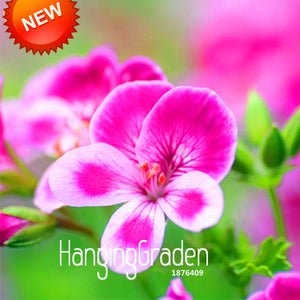 Hot Sale!20 PCS/Pack Rare Pink Butterfly Univalve Geranium Seeds Perennial