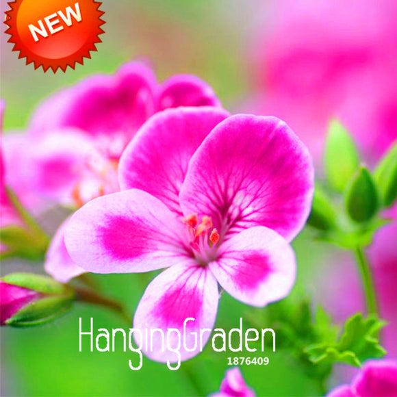 Hot Sale!20 PCS/Pack Rare Pink Butterfly Univalve Geranium Seeds Perennial