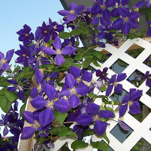 Garden Clematis Seed Six Varieties Beautify Courtyard Terrace Purple Clemat