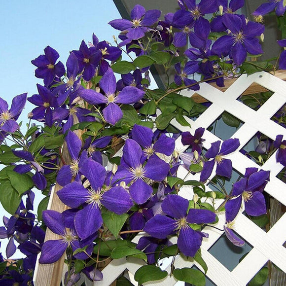 Garden Clematis Seed Six Varieties Beautify Courtyard Terrace Purple Clemat