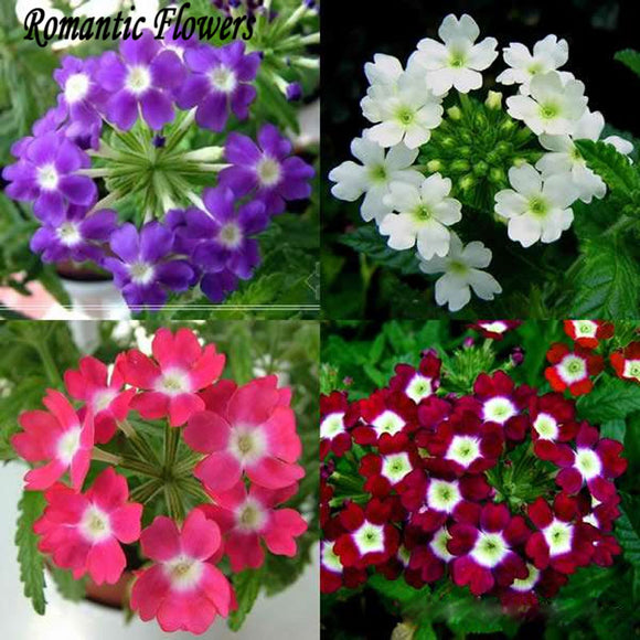 Sale100 Particles/Bag Multicolor Primula Seeds 25 Colors European Primrose