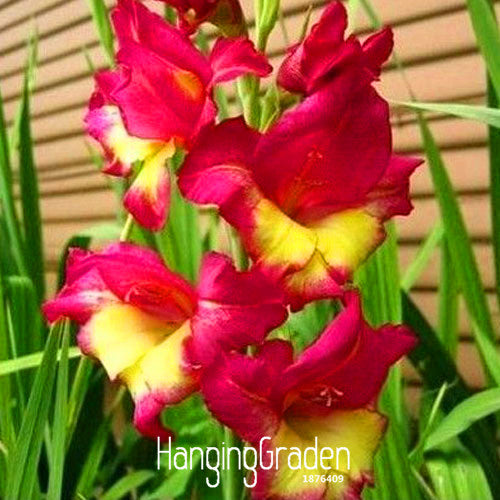 Promotion!Red With Yellow Gladiolus Seeds Flower Seeds Perennial Orchid Gar