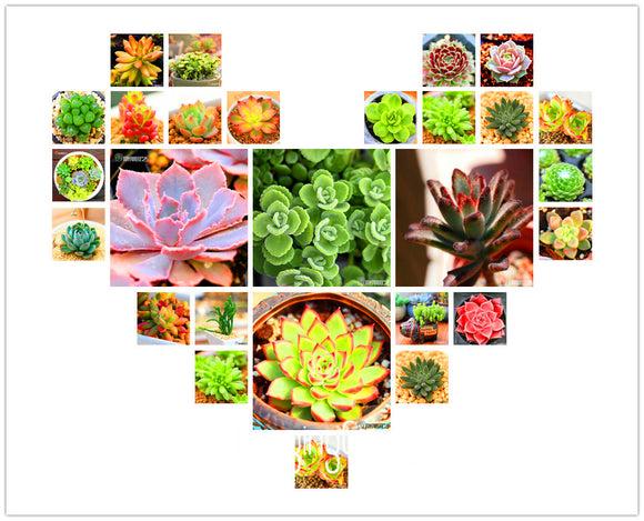 New Fresh Seeds 10pcs/Pack 99 Kinds to choose Lithops Seeds Succulents Seed
