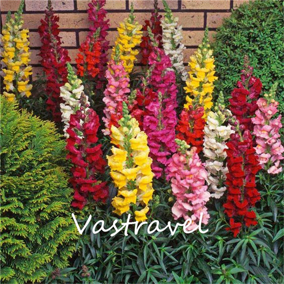 Mixed Color Snapdragon Antirrhinum  1000 Pcs  Flower Seeds  / Bag  Easy to