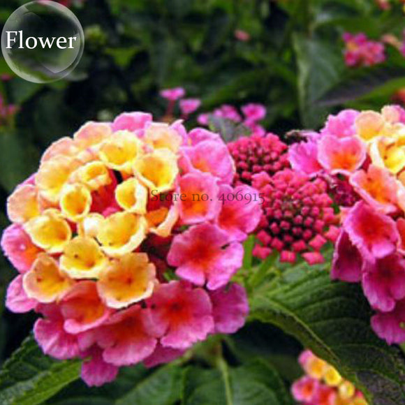 Pink Yellow Lantana Camara Perennial Flowers, 10 Seeds, 'Christine' Shrub V